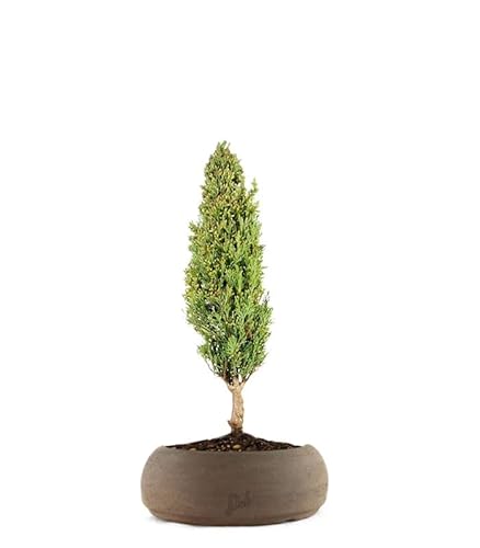 Cipresso Bonsai, Altezza 43 cm, Pianta Vera, Pianta da Interno, Vaso Artigianale in Terracotta - Marrone