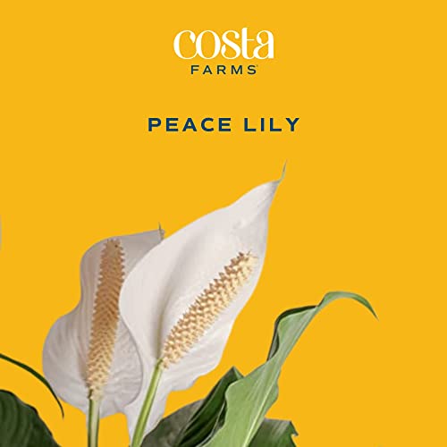 Image of Costa Farms Peace Lily, Live Indoor Plant Delivery with Flowers, Easy to Grow Houseplant in Gift Wrap, Potting Soil, Thinking of You, Get Well Soon Gift, Room Decor, 1 Foot Tall