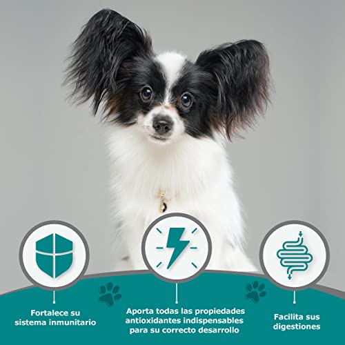 Avantis Pet Mini Futtermittel für Erwachsene Hunde Kleiner Rassen, 2 kg, dreifacher Aktion, fördert das Immunsystem und die Verdauung, sehr verdaulich mit Huhn, Gemüse und Reis