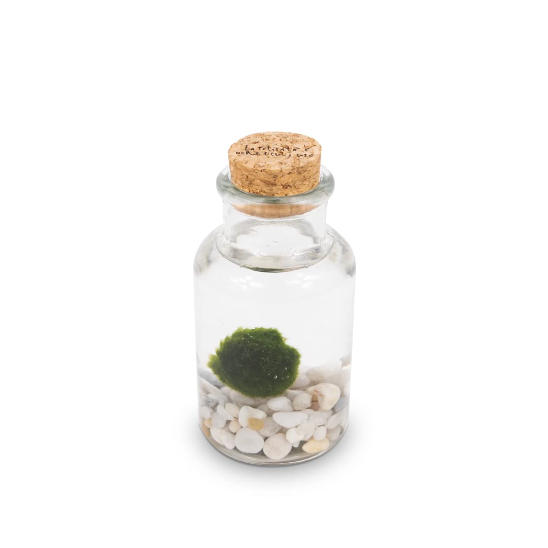 KAKI La Felicità è Nelle Piccole Cose Marimo Bottiglia, vaso in vetro con tappo, artigianale La Felicità, Made in Italy, diametro 4 cm, altezza 11 cm (Fondale Bianco)