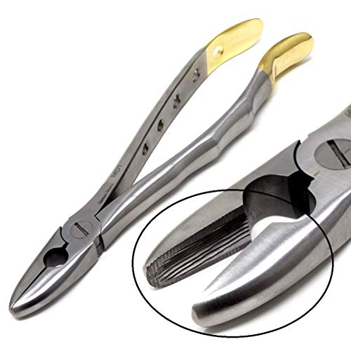 Premium Quality Dental Extracting Extraction Forceps Md1, Gold Handle, Stainless Steel #TOP11
