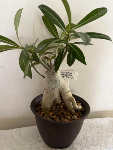 AfjE R[fbNX ϗtA 򍪐A