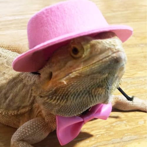 Roupas de dragão barbudo, chapéu ajustável e gravata borboleta, feito à mão, animais pequenos, roupa