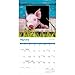 Carousel Calendars, Miniature Pigs 2026 Wall Calendar, 12.01'' X 12.01'', 16-Month Calendar with Stapled Binding