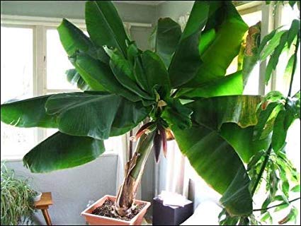 All Season Gardens Rare dwarf Tissue Culture Cavendish Banana Plant 1 healthy Live Plant (B07NVX59KL) Amazon Price History, Amazon Price Tracker