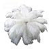 White Ostrich Feathers for centerpieces 12-15" (50 pcs.)