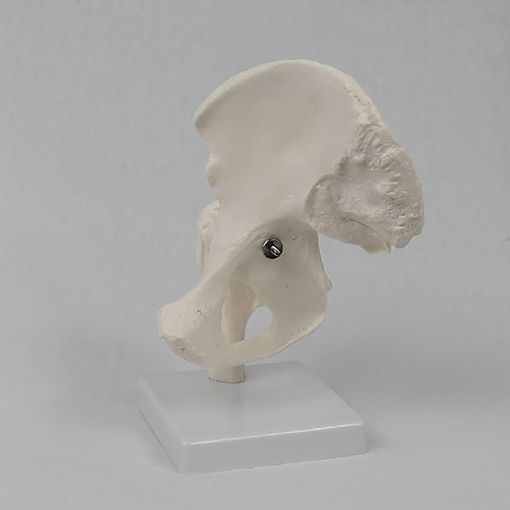 Menschliches Gelenkmodell, Schultergelenk/Fußknochengelenk/Hüftgelenk/Handknochengelenk/Ellenbogengelenk, lebensgroß(Hip Joint)