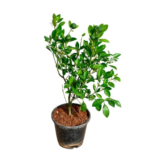 Image of Thai All Time Lemon SeedLess Lemoon Plant Nimbu Plant Hybrid Lemon tree Plant Black Pot