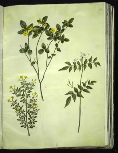 Tableaux peinture sur toile le jasmin bushy jasmine décoration chambre 60x90