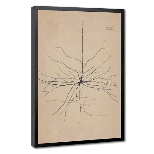 Santiago Ramón Y Cajal 1904 dessin neurone pyramide cadeau idéal médecin enseignant sur toile