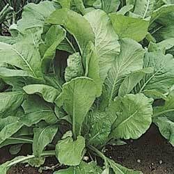Mustard Spinach (Komatsuna) Tendergreen Great Heirloom Vegetable 2,500 Seeds