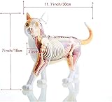 Zoom IMG-2 giqkdznuo modello anatomico animale 4d Zoom IMG-2 giqkdznuo modello anatomico animale 4d