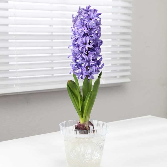 Amazon.co.jp: 水栽培用 ヒヤシンス ジャンボ球 青花種 球根 1球