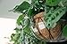 Curtis Wagner Plastics Wire Coco Hanging Basket Drip Pans (5-Pack) | Clear, Round (12” - 14