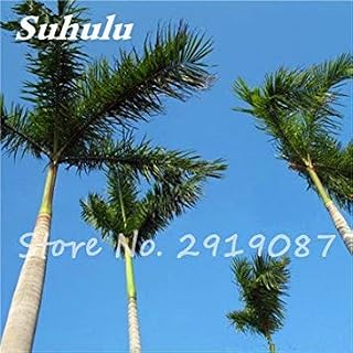 Seeds Roystonea Regia Agramsero Seeds Da Wang Ye esterna Bonsai Piante Semillas De Arboles Royal Palm Tohum arbusto perenne 5 Pz 5: Only Seeds