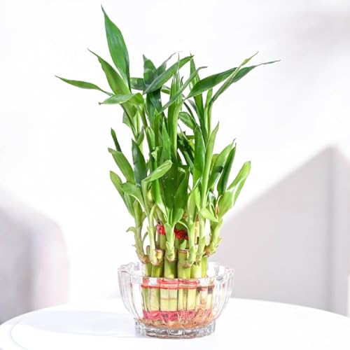 Image of AYUTAS Clear Glass Mini Bowl Planter, Wide Round Shape 2 Layer Lucky Bamboo Plant Pot, Crystal Cut Decorative Glass Bowl For Balcony, Bedroom, Reception & Home Decoration - Pack of 1 Piece, 3.5 Inches