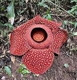 New Fresh 10pcs Rafflesia Plants Seeds Generic