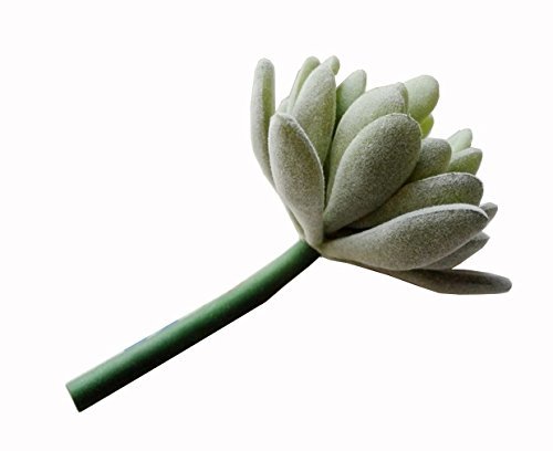 Neomark 4 Pack Flocked Green Artificial Succulent Cactus Plants Echeveria Unpotted Long Stem For Wreath Making Wedding Bouquet Making 3.33”Wide X 5”Tall #TOP6