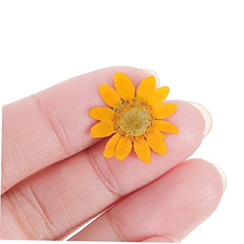 TEHAUX 120 flores secas para manualidades miniatura 5