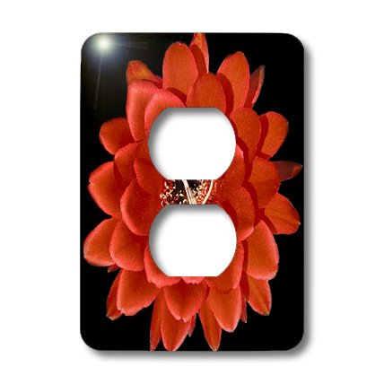 Cactus Southwest plaque pour cacher les prises de courant standard vilaines - 2