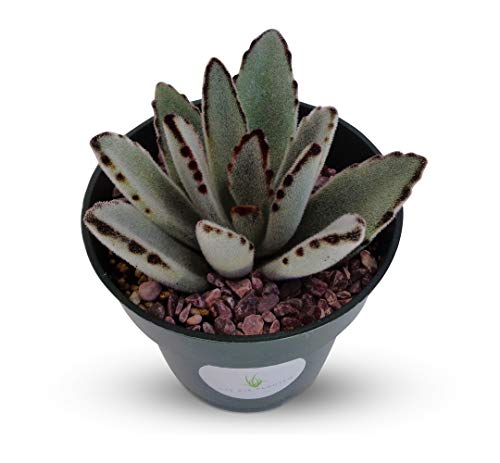 Panda Succulent Kalanchoe Tomentosa Succulents (4" Pot) Panda Succulent Kalanchoe Tomentosa Succulents (4" Pot)