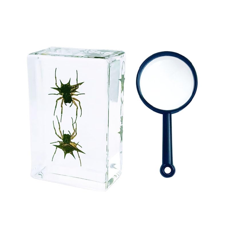 Insect in Resin Bug Preserved Specimen Collection Paperweights Resin Insects Specimen for Office Men Women Biology Science Teacher Education Bug Supplies with Magnifier (Shuang niao Spider)