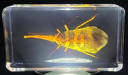 Image of 2.9 inch Real Lanternfly Cicada in Crystal Clear Lucite Resin Paperweight Specimen Preserved Pyrops Candelaria Insect Taxidermy Crafts Collection for Biology Science Education & Desk Display Supplies