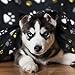 Puppy King Multiple Pack Puppy Kitten Blanket with Paw Print, Small Size Polar Fleece Blankets for Small Dogs and Cats, Multiple Size and Color (32x24, Red)