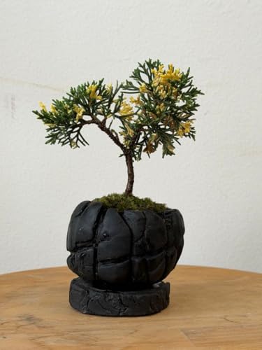 真柏盆栽用素材に成ります　良品 真柏盆栽用素材 良品 【公式通販】