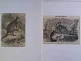  Kaenguruh (Aus: Das Pfennig-Magazin) / Das Känguruh (Aus: Illustrirte Zeitung für kleine Leute). Zusammen 2 Original-Holzstiche