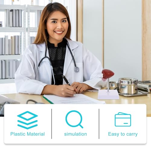 Modèle anatomique de vessie pour simplifier l'explication du corps humain
