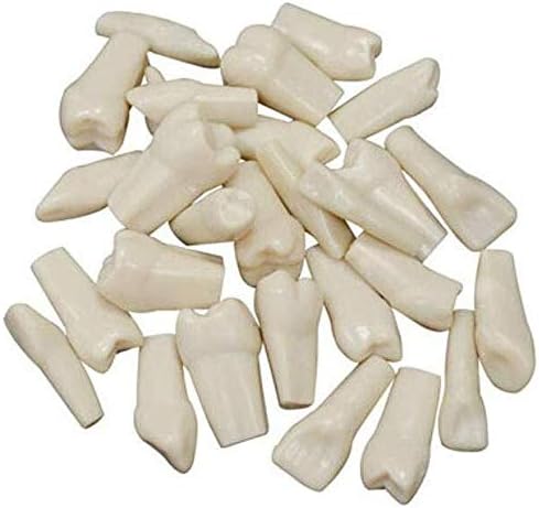 1Sets of 28pcs Teeth Piece for Teaching, Study Suitable for Typodont Teeth Model