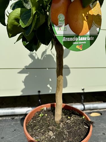 Orangenbaum Tropictrees Citrus Sinensis 80 cm inklusive Topf