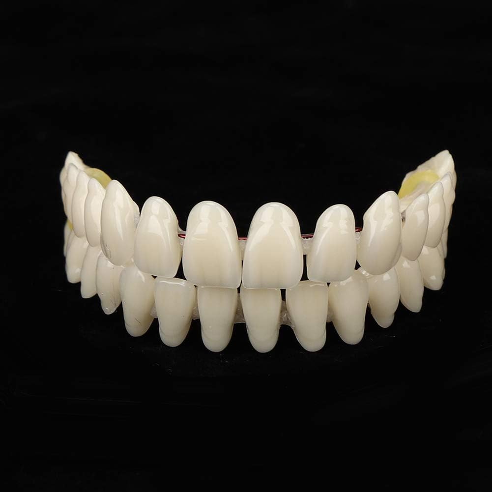 Dentaduras postizas de 10 Piezas de Resina Modelo de enseñanza de Dientes postizos Modelo Dental estándar Material didáctico Modelo de Diente de demostración estándar para Adultos