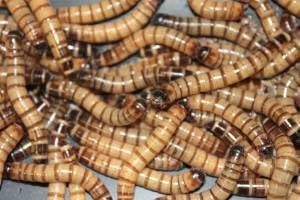 Bassett's Cricket Ranch 1000 Live Superworms-Reptile, Birds, Fishing Best Bait …