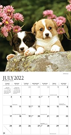 Adorable Puppies | 2023 12 x 24 Inch 18 Months Monthly Square Wall Calendar | Foil Stamped Cover | July 2022 - December 2023 | BrownTrout | Animals Dog Breeds Pets