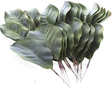 BD Crafts Artificial Magnolia Leaves Pack of 30 Leaves