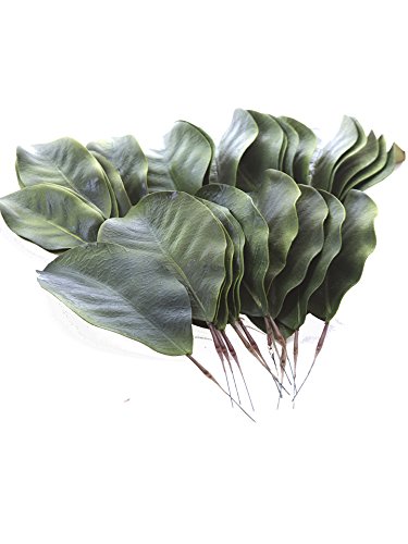 Bd Crafts Artificial Magnolia Leaves Pack Of 30 Leaves #TOP1