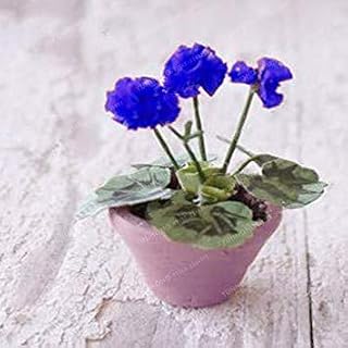 Pack of 100 Mini Geranium Flower Perennial Flower Pelargonium peltatum DIY Pot Plant for Home Garden: 5: Only Seeds