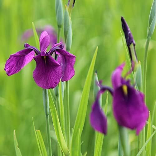 花菖蒲 苗」の人気商品一覧・価格比較 - 価格.com