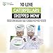 Live Butterfly Kit: Shipped with 10 Painted Lady Caterpillars Now- Pop Up Cage