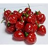 Habanero Yucatan - 10 Chilli Seeds