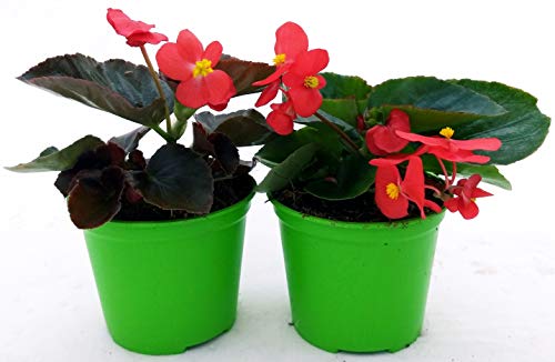 POWERS TO FLOWERS - POWERS TO FLOWERS - BEGONIA BIG FOGLIA SCURA e VERDE, A FIORE ROSSO, 2 PIANTE VASO 14 CM, BEGONIA DRAGON, piante vere