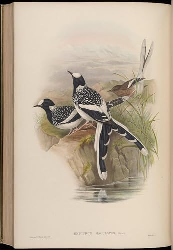 Pintura mural en lienzo: cuadro vintage de Enicurus Maculatus John Gould para hogar, 60x90cm