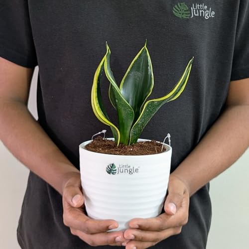 Image of LittleJungle Sansevieria Black Jack - Live Plant with 5.5 Inches White Decor Pot | Indoor Plants For Home | Snake Plant | Air Purifying Plant | Live Plant With Pot For Home Decor |