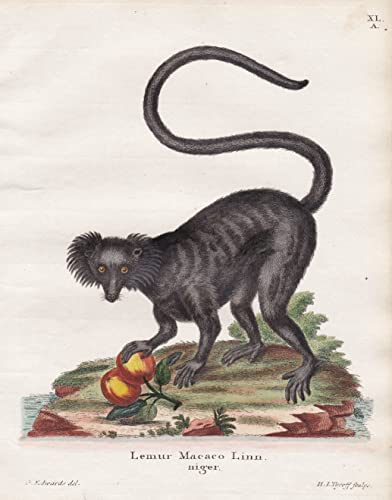 Lemur Macaco Linn niger - Mohrenmaki black lemur Affe ape monkey Affen monkeys apes singe