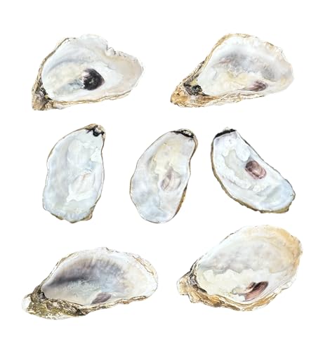7pcs large Oyster Shells 4''-6'' Natural Oyster Shells Bulk for DIY Crafts, Carefully selected and clean.scallop shells for cooking clam shells for crafts