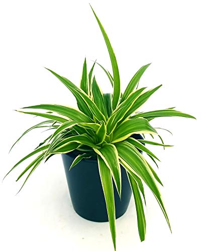 POWERS TO FLOWERS - CHLOROPHYTUM, FALANGIO IN VASO CERAMICA NERO OPACO, vaso 12cm, pianta vera