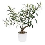 Artificial Olive Tree 20 Inch,Fake Small Olive Tree Indoor,Table Faux Olive Plant Indoor with Natural Wood Trunk and Realistic Leaves and Fruits for Tabletop&Office