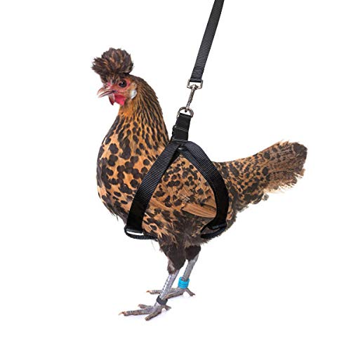 rooster leash